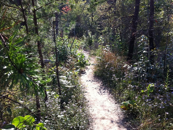 Auxier Ridge, a year after the fire